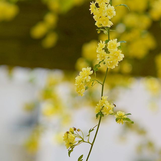 インスタグラムモッコウバラ咲きましたありがとう