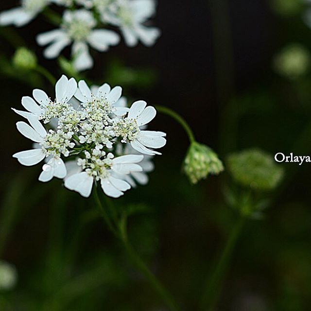 #オルラヤ#東京カメラ部 #花#写真好きな人と繋がりたい