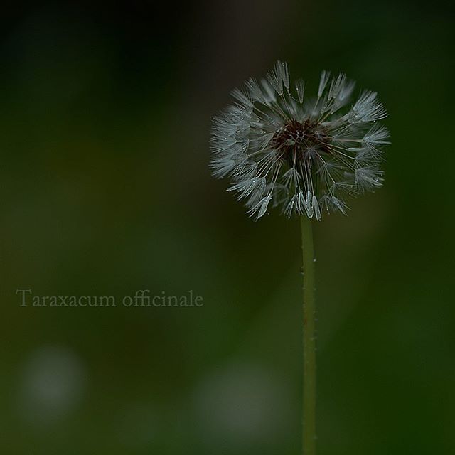 #東京カメラ部 #花#花が咲い た