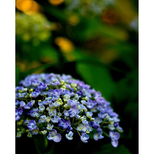 間もなくアジサイの季節ですね早咲きのオタフク#アジサイが開花です#hydrangea #東京カメラ部 #写真好きな人と繋がりたい #写真撮ってる人と繋がりたい