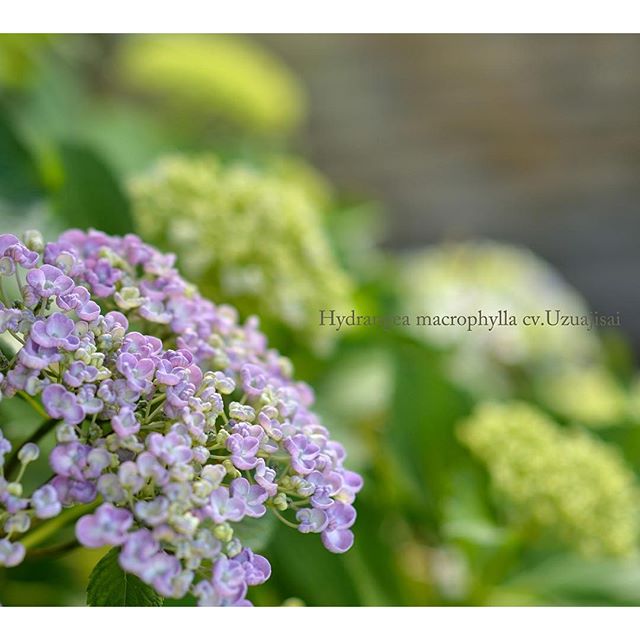 #hydrangea オタフクアジサイ#あじさい  毎日表情を変えてくれる素敵な朝を迎えていますか？#写真好きな人と繋がりたい #東京カメラ部