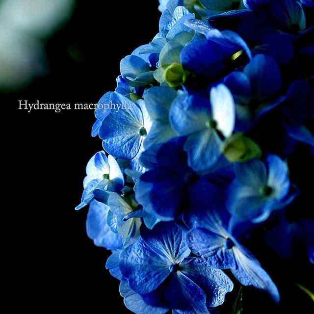 #hydrangea#写真好きな人と繋がりたい #garden #chelsea #写真撮ってる人と繋がりたい