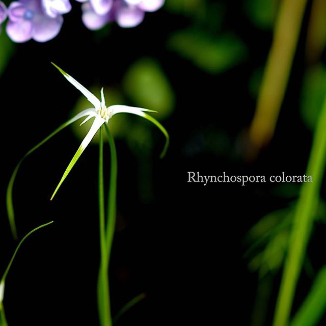 #庭 で咲いた#アジサイ との#コラボレーション が美しい#hydrangea#garden #東京カメラ部 #写真好きな人と繋がりたい #写真撮ってる人と繋がりたい #garden#シューティングスター