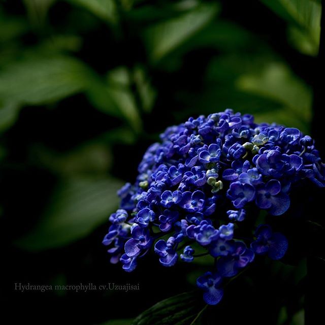 アジサイシリーズの最後です。ありがとうございました#hydrangea #オタフクアジサイ#アジサイ #庭 #写真好きな人と繋がりたい #あじさい #写真撮ってる人と繋がりたい#写真