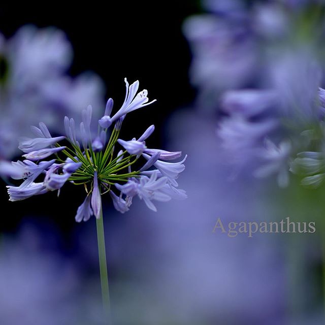 #アガパンサスギリシャ語のアガベ #愛とアンサス #花の2つの言葉の組みわせから 愛の花と言う意味の素敵な花です #梅雨のうっとおしい季節に華やかな姿を見せてくれます。#写真好きな人と繋がりたい #庭#garden #東京カメラ部 #https #agapanthus#写真を撮る人と繋がりたい#NIKON#ニコン倶楽部