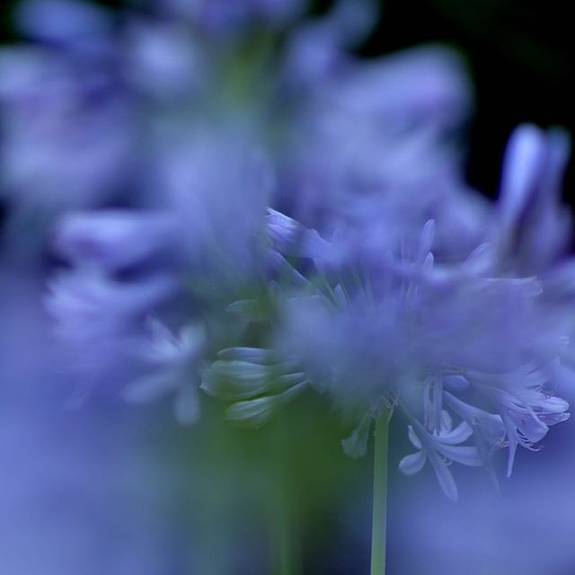 #庭 #アガパンサス#写真好きな人と繋がりたい #出会い #花 #東京カメラ部 #chelsea #NIKON#ニコン#ニコン倶楽部