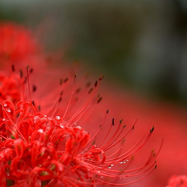 彼岸花 花 写真好きな人と繋がりたい 坪庭の作り方 愛知 名古屋 春日井 ティーズガーデンスクエア