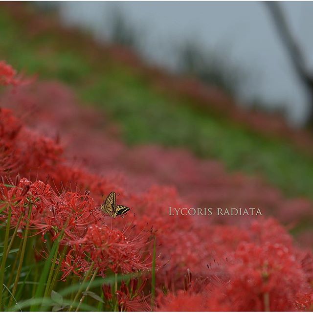 #彼岸花 #写真好きな人と繋がりたい #カメラ #花