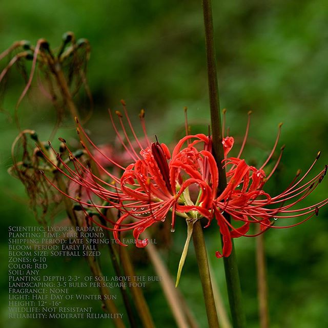 #彼岸花 #写真好きな人と繋がりたい #花