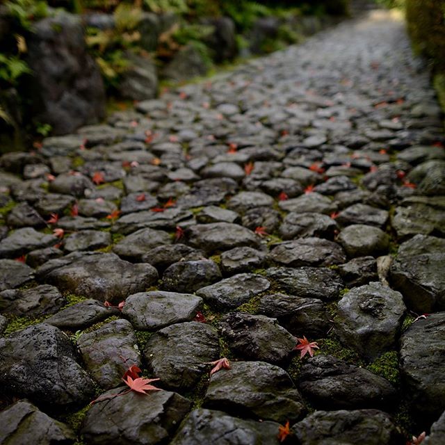 コツコツと音が聞こえてきそうな石畳 もう間もなく紅葉 も終わってしまう。素敵な秋の散歩道。#写真好きな人と繋がりたい #どうだん亭 #満天星＃紅葉#Tokyocameraclub#東京カメラ部