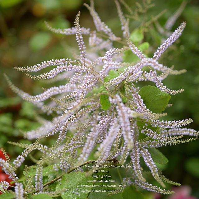 吹雪花きれい！#tokyocameraclub #植物 #写真好きな人と繋がりたい #花#植物園 #植物のある暮らし #写真 #photographer #phos_japan