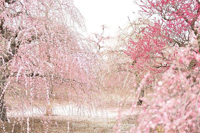 #ニコン #この同じ空のもと僕らはigでつながっている #photo #photographer #ザ花部 #写真好きな人と繋がりたい