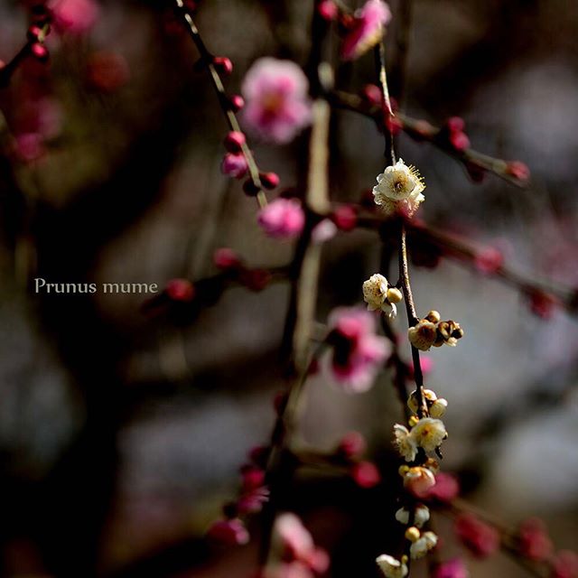 せつな。#nikon_photography #nikon #ume #photo #photographer #phos_japan #植物図鑑 #植物図鑑 #東京カメラ部 #tokyocameraclub #ニコン #写真好きな人と繋がりたい #写真撮ってる人と繋がりたい #ザ花部 #植物が好き