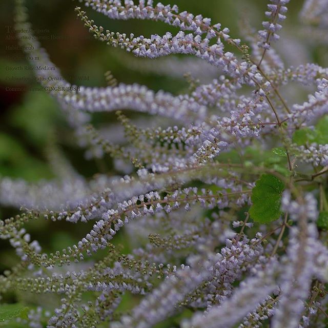 #phos_japan #photographer #写真撮ってる人と繋がりたい #写真 #植物図鑑 #植物が好き #tokyocameraclub #写真好きな人と繋がりたい #写真が好きな人と繋がりたい#photo#ザ花部