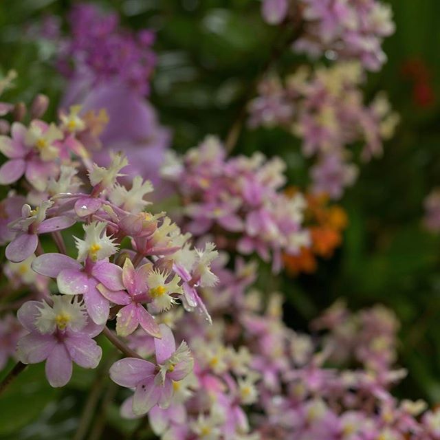 #写真好きな人と繋がりたい #写真撮ってる人と繋がりたい #photo #photo_jpn #photographer #nikon #この同じ空のもと僕らはigでつながっている #植物 #植物図鑑 #植物が好き #植物が好きな人と繋がりたい #胡蝶蘭 #写真を撮るのが好きな人と繋がりたい #はなまっぷ #はな