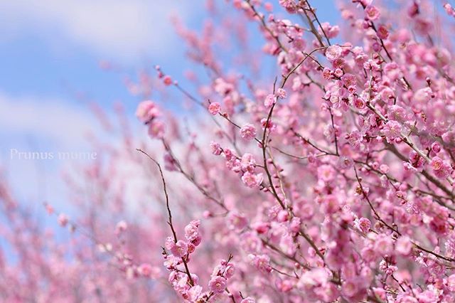 #写真好きな人と繋がりたい #この同じ空のもと僕らはigでつながっている #ザ花部 #ニコン #東京カメラ部 #植物図鑑 #植物が好き #植物好き #植物が好きな人と繋がりたい #tokyocameraclub #photo #photographer #phos_japan #ume #nikon #nikon_photography