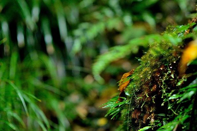 #はなまっぷ #写真好きな人と繋がりたい #写真を撮るのが好きな人と繋がりたい #植物図鑑 #植物が好きな人と繋がりたい #photo #photographer #phos_japan #tokyocameraclub #東京カメラ部 #フォトブートキャンプ #フォトブートキャンプ04 #nikon #ザ花部