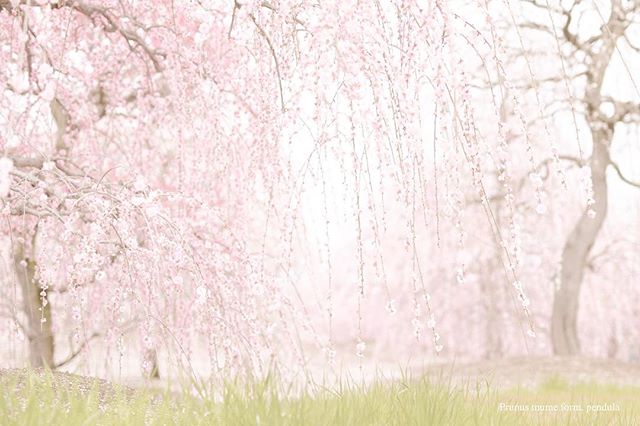 色を変えてみた。梅が#桜 に見えるなぁ。#はなまっぷ #東京カメラ部 #写真好きな人と繋がりたい #写真撮ってる人と繋がりたい #写真が好きな人と繋がりたい #nikon #phos_japan