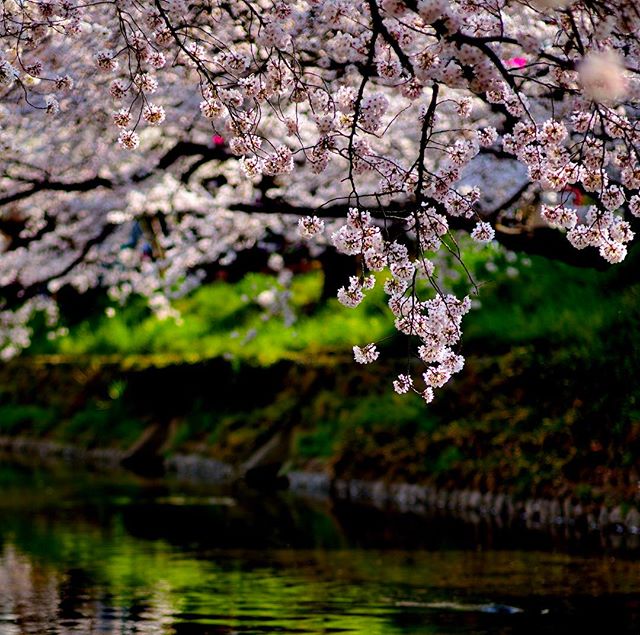 #tokyocameraclub #植物が好きな人と繋がりたい #はなまっぷ #wp_桜2017 #wp_japan #植物が好き #ザ花部 #東京カメラ部 #写真 #写真好きな人と繋がりたい #写真撮ってる人と繋がりたい #写真を撮るのが好きな人と繋がりたい #フォトブートキャンプ