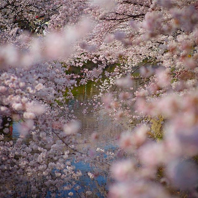 #東京カメラ部 #nikon #wp_japan #写真好きな人と繋がりたい #wp_桜2017 #phos_japan #photography #はなまっぷ #フォトブートキャンプ #ザ花部 #photographer #植物が好き