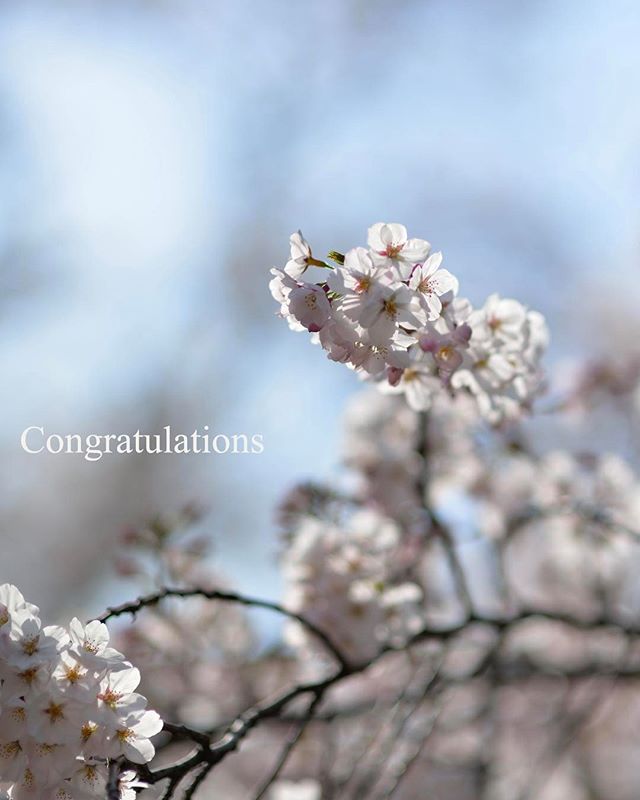 #photography #phos_japan #tokyocameraclub #東京カメラ部 #入園式 #はなまっぷ #wp_桜2017 #wp_japan #congratulations #植物 #植物のある暮らし #植物が好きな人と繋がりたい #ザ花部 #フォトブートキャンプ