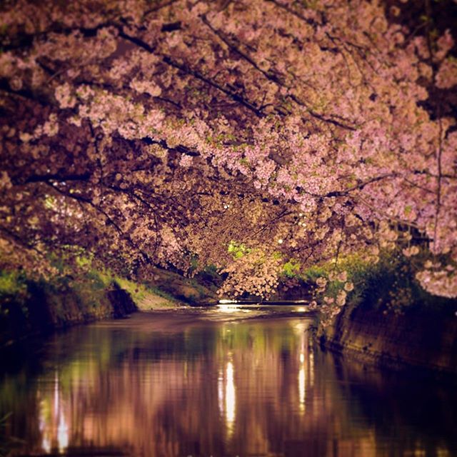 今日は気持ちのいい日和でしたね。#桜 も、もう終わりそうですが気温が低いので何とか頑張ってくれています。次はフジの写真でいっぱいになりますね。#wp_桜2017 #写真好きな人と繋がりたい #写真撮ってる人と繋がりたい #東京カメラ部 #tokyocameraclub #photographer #photography #nikon #phos_japan #wp_japan #写真を撮るのが好きな人と繋がりたい