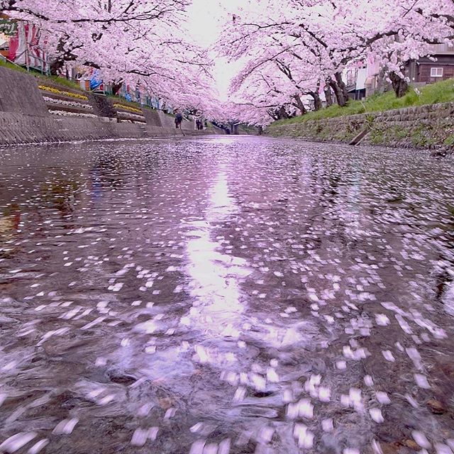 #フォトブートキャンプ #ザ花部 #はなまっぷ #植物が好き #phos_japan #wp_japan #wp_桜2017 #写真好きな人と繋がりたい #写真撮ってる人と繋がりたい #写真が好きな人と繋がりたい #nikon