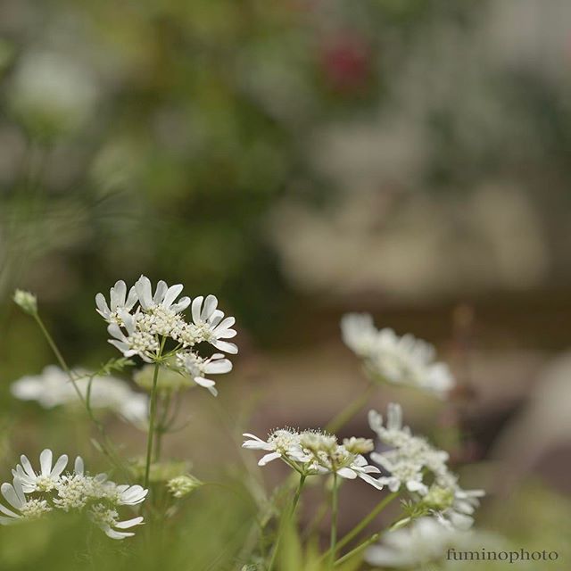 #写真を撮るのが好きな人と繋がりたい #キタムラ写真投稿 #写真撮ってる人と繋がりたい #東京カメラ部 #ザ花部 #はなまっぷ #写真撮るのが好き #instagram #photo #photography #phos_japan #フォトブートキャンプ#フォトブートキャンプ11