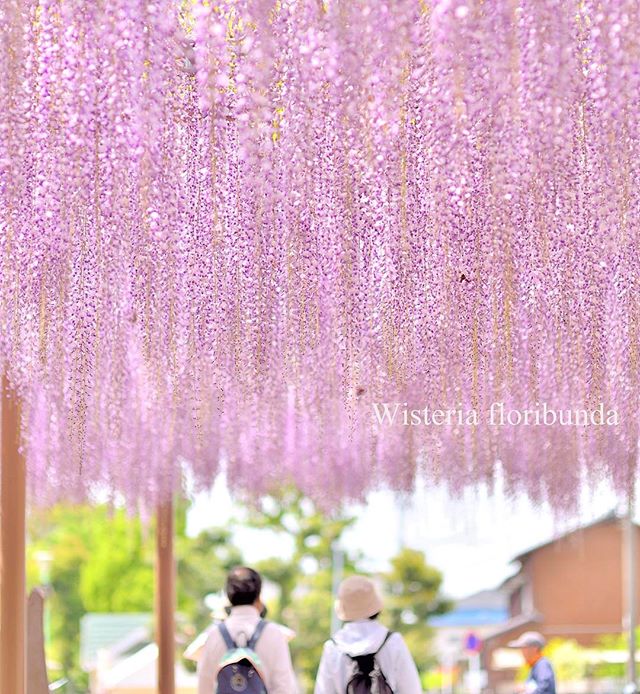 なかよし#special_flower_collections #special_spot_ #special_group_ #写真好きな人と繋がりたい #写真撮ってる人と繋がりたい #植物 #植物が好き #rainbow_petals #japan #wu_japan #photo_jpn #phos_japan #photography #nikon #super_asia_channel #はなまっぷ #inspiring_shot #instagram #instafollow #love_garden #instagrammer #revolutionofconsciousness #revolutionaryphotographer #photocommunication #wp_japan #wu_japan#nikon #nikon_photography #nikon倶楽部 #nikond800 #oldlines#キタムラ写真投稿