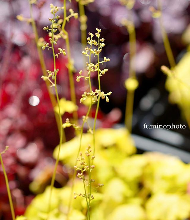 うちの#庭 では様々な植物が花ひらいています。毎日の変化が楽しくてウキウキしていますよヒューケラはこんなに可憐な花をつけてくれるのご存知でしたか？#photography #植物 #植物が好き #写真好きな人と繋がりたい #写真撮ってる人と繋がりたい #写真が好きな人と繋がりたい #植物のある暮らし #はなまっぷ #フォトブートキャンプ #phos_japan #photographer #ヒューケラ #黄色 #instagram#nikon #tokyocameraclub#花