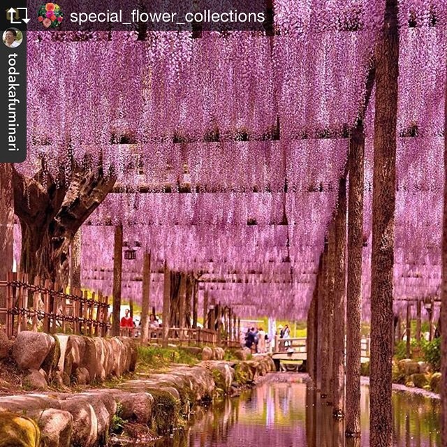 #special_flower_collections さんにフューチャーしていただきました。嬉しくてリポストしています。@special_flower_collections さんありがとうございましたRepost from @special_flower_collections @TopRankRepost #TopRankRepost ------------------------------------</p>
					<div id=