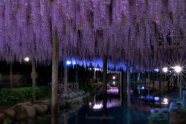 #locarea_japan #Lovers_Nippon #IG_JAPAN#instagramjapan#special_group_#ig_garden #bestphoto_japan #wp_japan #flower_special_#special_flower_collections #inspiring_shot#super_asia_channel #clubepixel #bestphoto_japan #rainbow_petals #photo_jpn#special_spot_ #japan_night_view #はなまっぷ#revolutionaryphotographer#photocommunication#total_gardens#eternalized_moment #loryandalpha#reflection_focus_on#explore_floral#reflection_focus_on#loves_trees_rural#ioscatto_colours#registroemfoco#inspiring_shot