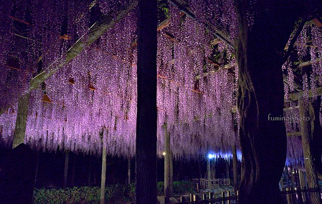 キラキラとした美しい小花が咲き乱れ　皆を虜にする　ふじのはな。 香りと色彩で魅了する美しさ。昼も夜も素晴らしい　表情を楽しませて頂けて　ありがたい 限りです。特にライトアップは津島市観光協会の皆様に感謝でしかありません。ありがとうございます。中国の方もたくさん見えていました。みなさんどこに宿泊されるのだろうと勝手に心配になっていました 。#wp_japan #special_spot_ #special_group_ #special_flower_collections #rainbow_petals #love_garden #love_flowers #lnstaphoto #instagram #super_asia_channel#flower_special_#tokyocameraclub #東京カメラ部 #植物 #植物が好き #ザ花部 #はなまっぷ #special_spot_ #super_asia_channel #instagram #inspiring_shot #love_flowers #love_garden #写真撮るのが好き #写真好きな人と繋がりたい #写真撮ってる人と繋がりたい #nikon #photo #photographer #phos_japan #photography #photografy #rainbow_petals