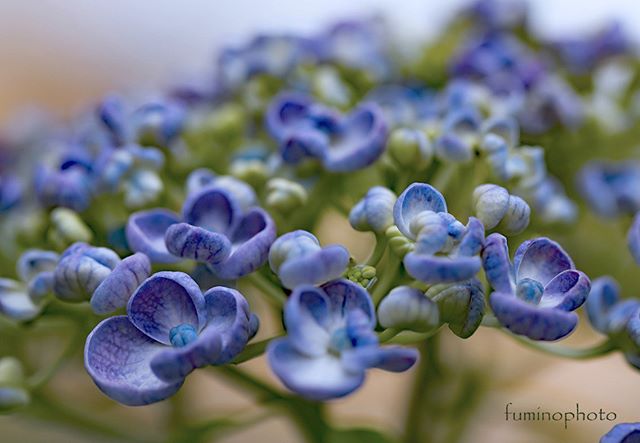 家の庭のオタフクアジサイ少し早いのですが去年撮影したものです。今年もぷくぷく見られるといいな。#wp_japan#inspiring_shot#special_flower_collections#flower_special_#wp_flower#tv_flowers#植物 #植物が好き #植物のある暮らし #nikon #写真好きな人と繋がりたい #写真撮ってる人と繋がりたい #はなまっぷ#IG_JAPAN#ef_bluedays