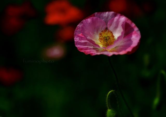 #wp_japan#inspiring_shot#special_flower_collections#flower_special_#wp_flower#tv_flowers#植物 #植物が好き #植物のある暮らし #nikon #写真好きな人と繋がりたい #写真撮ってる人と繋がりたい #はなまっぷ#IG_JAPAN#ef_bluedays#nature_special_ #instagramjapan #instagram