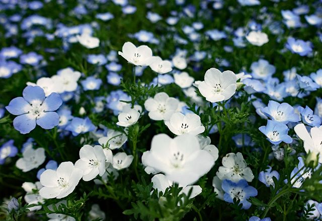 ️ #wp_japan#inspiring_shot#special_flower_collections#flower_special_#wp_flower#tv_flowers#植物 #植物が好き #植物のある暮らし #nikon #写真好きな人と繋がりたい #写真撮ってる人と繋がりたい #はなまっぷ#IG_JAPAN#ef_bluedays#nature_special_ #instagramjapan #instagram#ig_garden#garden#花 #花好き #はな#花フェスタ記念公園