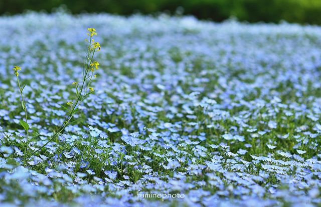 一輪の菜の花よぉく見てみるとハチが蜜を吸いに来ていました。素敵なはるの風景をありがとう^^ #wp_japan#inspiring_shot#special_flower_collections#flower_special_#wp_flower#tv_flowers#植物 #植物が好き #植物のある暮らし #nikon #写真好きな人と繋がりたい #写真撮ってる人と繋がりたい #はなまっぷ#IG_JAPAN#ef_bluedays#nature_special_#lnstagramjapan