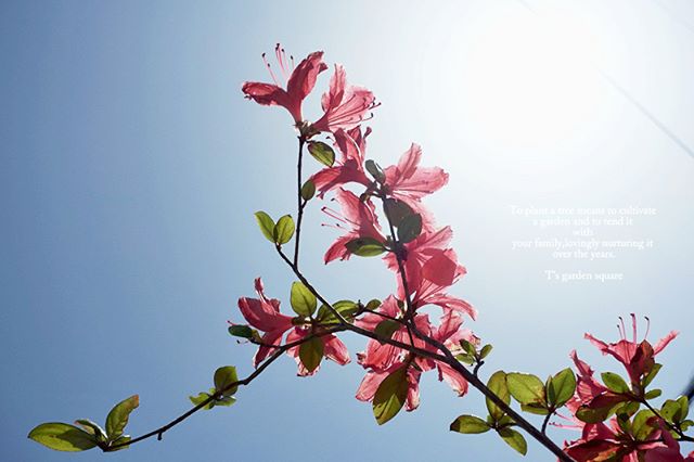 #wp_japan#inspiring_shot#special_flower_collections#flower_special_#wp_flower#tv_flowers#植物 #植物が好き #植物のある暮らし #nikon #写真好きな人と繋がりたい #写真撮ってる人と繋がりたい #はなまっぷ#IG_JAPAN#ef_bluedays#nature_special_ #instagramjapan #instagram#ig_garden#garden#花 #花好き #はな#rainbow_petals