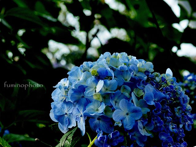 #wp_japan#inspiring_shot#special_flower_collections#flower_special_#wp_flower#tv_flowers#植物 #植物が好き #植物のある暮らし #nikon #写真好きな人と繋がりたい #写真撮ってる人と繋がりたい #はなまっぷ#IG_JAPAN#ef_bluedays#nature_special_ #instagramjapan #instagram#ig_garden#garden#花 #花好き #はな#rainbow_petals