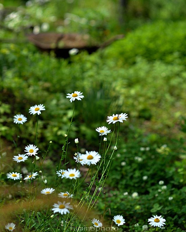 #wp_japan#inspiring_shot#special_flower_collections#flower_special_#wp_flower#tv_flowers#植物 #植物が好き #植物のある暮らし #nikon #写真好きな人と繋がりたい #写真撮ってる人と繋がりたい #はなまっぷ#IG_JAPAN#ef_bluedays#nature_special_ #instagramjapan #instagram#ig_garden#garden#花 #花好き #はな#ターシャの庭