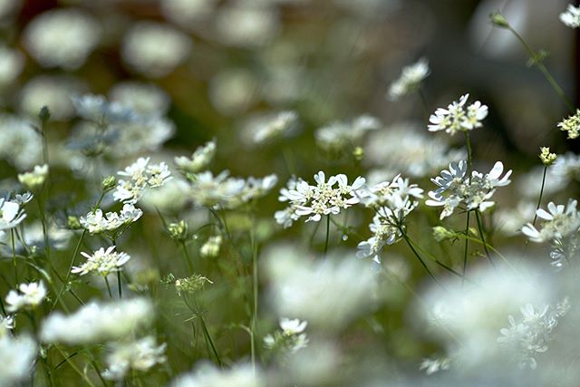 #wp_japan#inspiring_shot#special_flower_collections#flower_special_#wp_flower#tv_flowers#植物 #植物が好き #植物のある暮らし #nikon #写真好きな人と繋がりたい #写真撮ってる人と繋がりたい #はなまっぷ#IG_JAPAN#ef_bluedays#nature_special_ #instagramjapan #instagram#ig_garden#garden#花 #花好き #はな#rainbow_petals