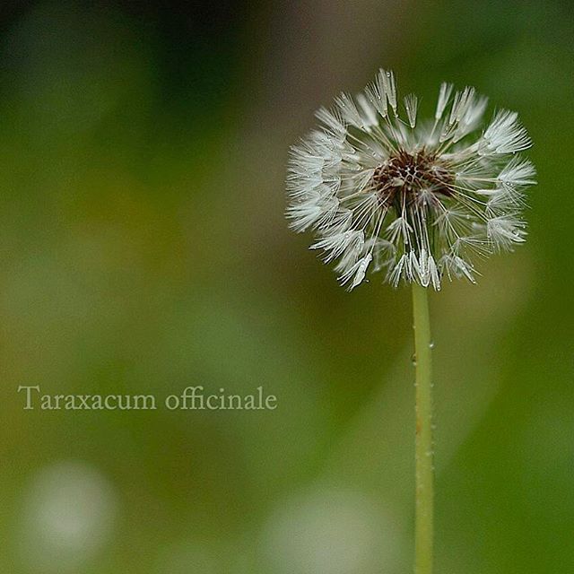 タンポポは元気をもらえます。でも切なさも感じます。#植物 #植物が好き #植物のある暮らし #nikon #写真好きな人と繋がりたい #写真撮ってる人と繋がりたい #はなまっぷ#IG_JAPAN#ef_bluedays#nature_special_ #instagramjapan #instagram#ig_garden#garden#花 #花好き #はな#rainbow_petals