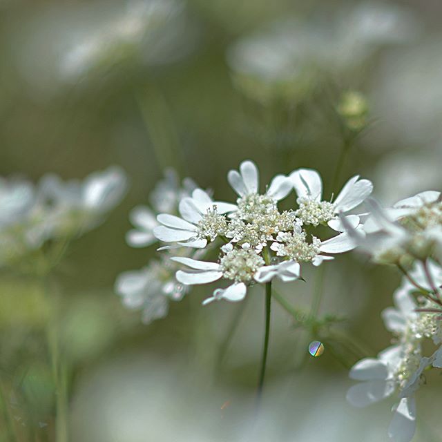 Orlaya grandiflora #植物 #植物が好き #植物のある暮らし #nikon #写真好きな人と繋がりたい #写真撮ってる人と繋がりたい #はなまっぷ#IG_JAPAN#ef_bluedays#nature_special_ #instagramjapan #instagram#ig_garden#garden#花 #花好き #はな#rainbow_petals