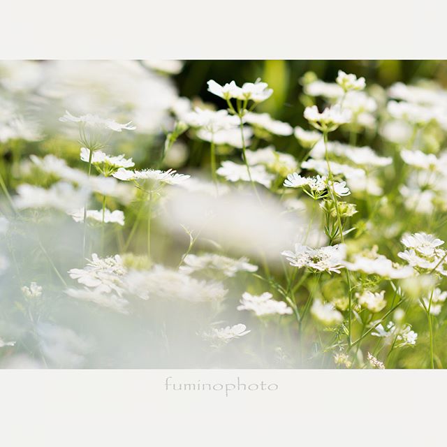 ・・#wp_japan#inspiring_shot#special_flower_collections#flower_special_#wp_flower#tv_flowers#植物 #植物が好き #植物のある暮らし #nikon #写真好きな人と繋がりたい #写真撮ってる人と繋がりたい #はなまっぷ#IG_JAPAN#ef_bluedays#nature_special_ #instagramjapan #instagram#ig_garden#garden#花 #花好き #はな#rainbow_petals#東京カメラ部