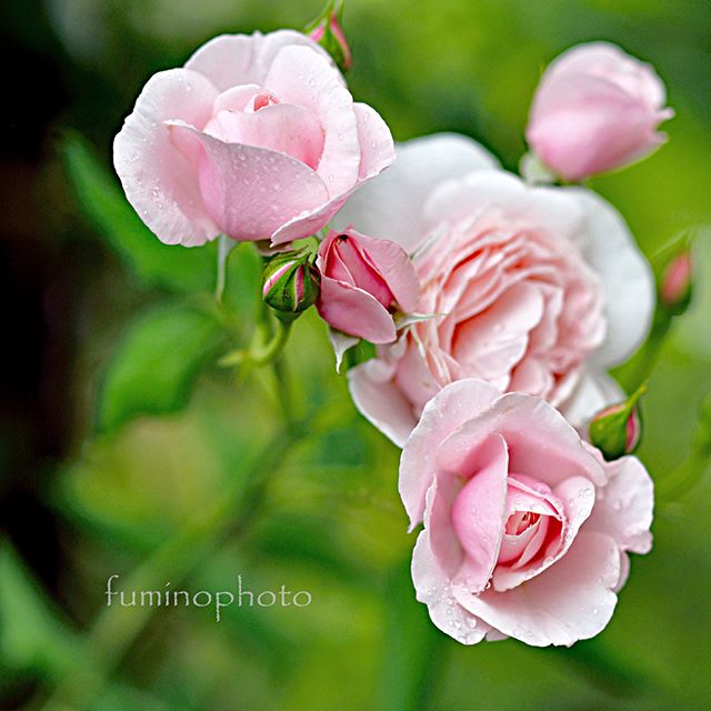 雨上がりのばらは、キラキラ輝き宝石のよう。憂鬱な心も輝きを取り戻し、しあわせな気分にさせてくれます。・ありがとう。言葉をかけると微笑んでくれているみたい^^うれしさがあふれてきます。・・・#lory_and_colors #pocket_colors #7flowers_vip#ok_myflowers#flower_special_rose#macro_globe#floral_shots#floral_secrets #simpley_perfection #lory_and_flowers#_international_flowers#blooming_petals #flaming_flora #lovely_flowergarden #fever_flowers #total_flowers #natura_friends #splendid_flowers #world_bestflower#instagardenlovers #special_flower_collections #photoworld_star_flower #instagramjapan#special_flower_collections