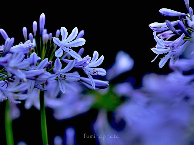 #wp_japan#inspiring_shot#special_flower_collections#flower_special_#wp_flower#tv_flowers#植物 #植物が好き #植物のある暮らし #nikon #写真好きな人と繋がりたい #写真撮ってる人と繋がりたい #はなまっぷ#IG_JAPAN#ef_bluedays#nature_special_ #instagramjapan #instagram#ig_garden#garden#花 #花好き #はな#rainbow_petals#bara#バラ#rose#東京カメラ部#ip_blossoms