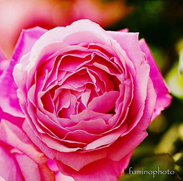 ウチの庭には　さまざまなバラが咲いています。今日の主役は　シャンテロゼミサト。フランスの「デルバール社」にリクエストして、新種のピンク色のバラを作り、渡辺美里さんに捧げたバラです。そして、渡辺美里さんがそのバラに、バラ色の歌 ミサト「シャンテ・ロゼ・ミサト」と、命名した日本に縁の深いバラ。四季咲きで育てやすいのが特徴です。#inspiring_shot#special_flower_collections#flower_special_#wp_flower#tv_flowers#植物が好き #植物のある暮らし #nikon #写真好きな人と繋がりたい #写真撮ってる人と繋がりたい #はなまっぷ#IG_JAPAN#ef_bluedays#nature_special_ #instagramjapan #instagram#ig_garden#garden#花 #花好き #はな#rainbow_petals#bara#バラ#rose#東京カメラ部#フォトコミュ#フォトブートキャンプ