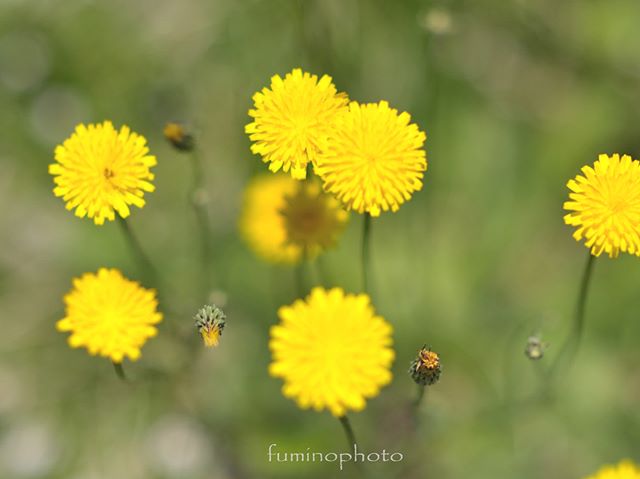 #inspiring_shot#special_flower_collections#flower_special_#wp_flower#tv_flowers#植物 #植物が好き #植物のある暮らし #nikon #写真好きな人と繋がりたい #写真撮ってる人と繋がりたい #はなまっぷ#IG_JAPAN#ef_bluedays#nature_special_ #instagramjapan #instagram#ig_garden#garden#花 #花好き #はな#rainbow_petals#bara#バラ#rose