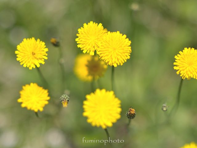 #inspiring_shot#special_flower_collections#flower_special_#wp_flower#tv_flowers#植物 #植物が好き #植物のある暮らし #nikon #写真好きな人と繋がりたい #写真撮ってる人と繋がりたい #はなまっぷ#IG_JAPAN#ef_bluedays#nature_special_ #instagramjapan #instagram#ig_garden#garden#花 #花好き #はな#rainbow_petals#bara#バラ#rose