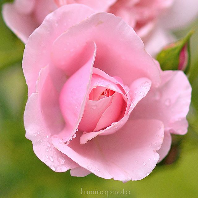#wp_japan#inspiring_shot#special_flower_collections#flower_special_#wp_flower#tv_flowers#植物 #植物が好き #植物のある暮らし #nikon #写真好きな人と繋がりたい #写真撮ってる人と繋がりたい #はなまっぷ#IG_JAPAN#ef_bluedays#nature_special_ #instagramjapan #instagram#ig_garden#garden#花 #花好き #はな#rainbow_petals#bara#バラ#rose#東京カメラ部